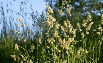 Grass Pollen Season