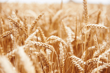 Wheat Intolerance vs. Wheat Allergy - What are the Symptoms?