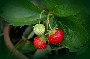 homegrown strawberry plant with a few ripe strawberries 