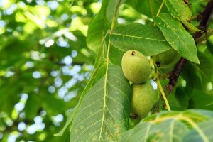 walnut branch - growing your own walnuts at home
