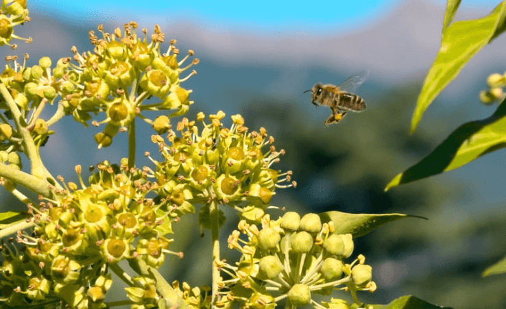 A bee flying towards some yellow flowers