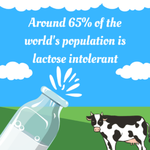 Around 65% of the world's population is lactose intolerant