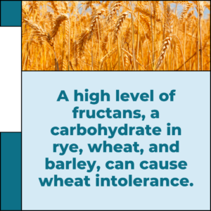 What causes wheat intolerance